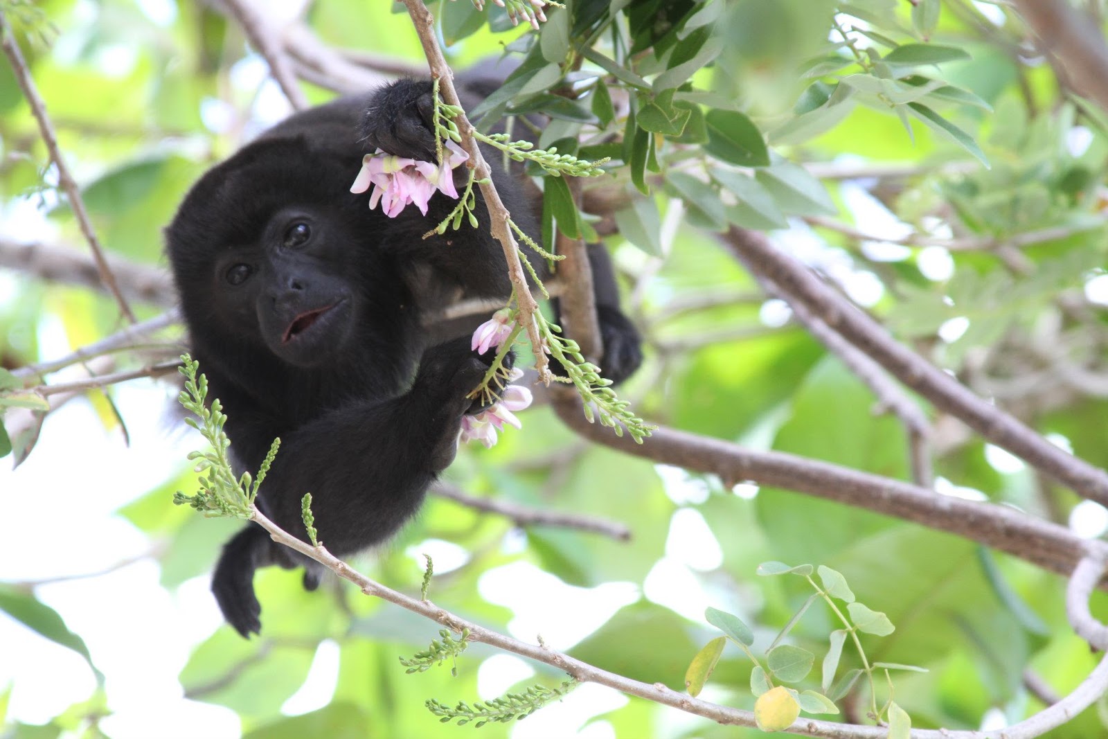 The Monkeys of Guanacaste, Costa Rica